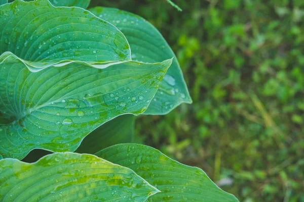 Piękny Hosta pozostawia tło z kroplą rosy rano na liście.Zielone koncepcja życia, Zielone liście Hosta z kroplami wody rosy w pięknym letnim poranku — Zdjęcie stockowe