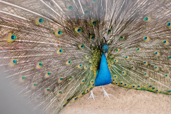 Beautiful Green Peafowl with colorful tail fully open.bright blue peacock in zoo. Male bird.