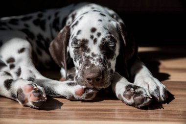 Uyuyan Dalmaçyalı köpek. Dalmaçyalı köpek dinleniyor. Puppy, modern apartmanda, ahşap bir zeminde uyuyor.