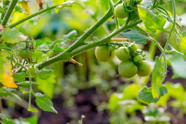 Domates serada. Dalda domatesler. Bahçe yatağında olgunlaşmamış yeşil domatesler. Serada domatesler. Ülkede domates yetiştiriyorlar..