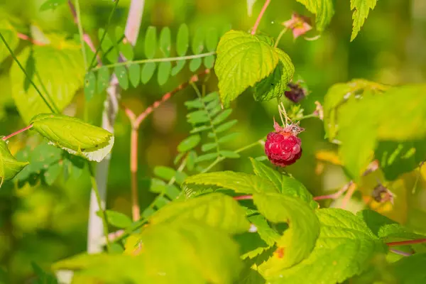 Detailní záběr zralých malin v ovocné zahradě.Čerstvé organické bobule na keři. zralé maliny na zeleném travnatém pozadí.slunečný letní den — Stock fotografie