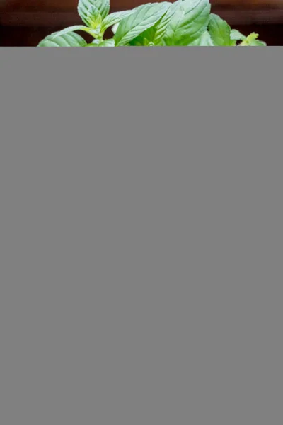 Frische Minzblätter und Sommerbeeren auf weißem Holzgrund, Draufsicht, Platz für Text.Helle Minzblätter und schmackhafte rote Beeren — Stockfoto