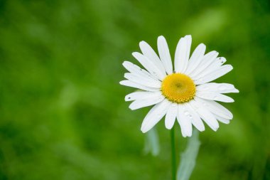 Güzellik çayırı. Tasarımınız için soyut doğal arka planlar. Çayırdaki sevimli papatyalar. Gün doğumunda papatyalar. Çiçekli papatya çayı. Boşluğu kopyala