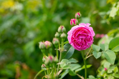 Pembe gül. Anneler Günü 'nden Kart. Seçici odaklanma. Güneşli bir günde bahçedeki güzel pembe gül çalısı. Pembe gül tomurcukları. Çiçekli bahçe gülleri ve tomurcukları.