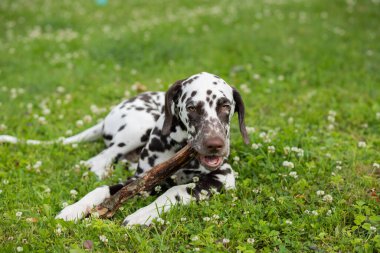 Tatlı tatlı Dalmaçyalı köpek yavrusu çayırda uzanıyor ve bir dal parçasını çiğniyor. 4 aylık köpek çimleri çiğniyor. Köpek çimenlikte oynuyor. Kopya alanı.