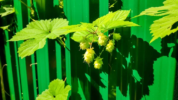 Coni di luppolo. Materia prima per la produzione di birra. coni di luppolo maturi. — Foto Stock