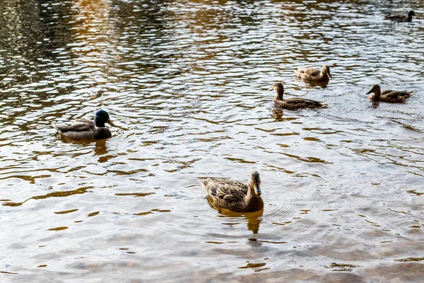 Patos na água do lado.Uma lagoa cheia de folhas de outono coloridas caídas e flutuando nela, um pato selvagem feminino.dia ensolarado de Outono.Patos nadando no rio — Fotografia de Stock