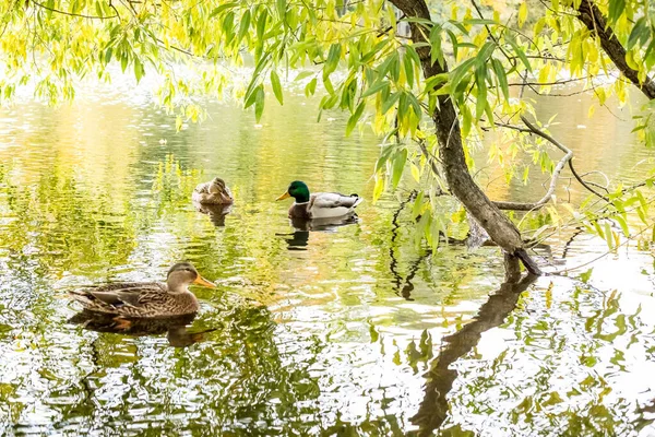 Πάπιες στο νερό της λίμνης.Μια λίμνη γεμάτη από πεσμένα πολύχρωμα φύλλα του φθινοπώρου, και επιπλέουν σε αυτό, ένα θηλυκό άγριο παπάκι. ηλιόλουστη μέρα φθινοπώρου. — Φωτογραφία Αρχείου