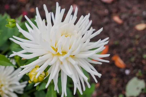 Beautiful yellow and white floral of Chrysanthemum Morifolium in field plantation.Flower garden farming business in greenhouse.Agriculture industry.Selective focus — Stock Photo, Image