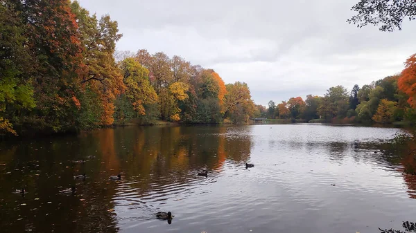 Jesienne kolorowe liście nad jeziorem lub stawem z pięknym lasem w kolorze czerwonym i żółtym.Idylliczna jesienna sceneria jeziora. Rzeka w zachwycającym jesiennym lesie w słoneczny dzień — Zdjęcie stockowe