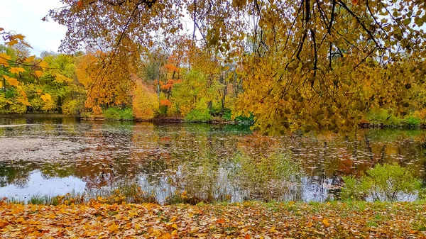 Осенняя красочная листва над озером или прудом с красивыми лесами в красном и желтом цвете. Река в восхитительном осеннем лесу в солнечный день — стоковое фото