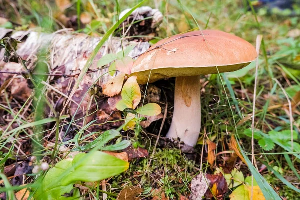 Calluna vulgaris, bekannt als Heidekraut, Leng oder einfach Heidekraut und großer Speisepilz. Steinpilz in natürlicher Umgebung. Gourmet-Vetter. Auf Pilzsuche im wilden Wald. — Stockfoto