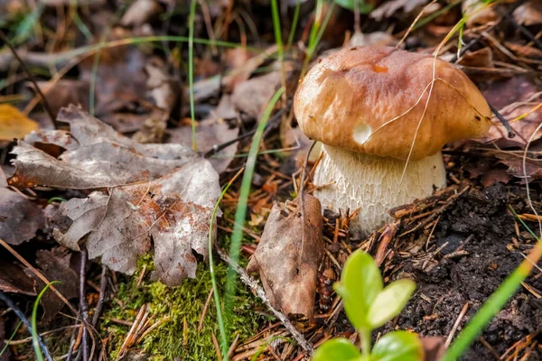 Calluna vulgaris, bekend als gewone heide, leng, of gewoon heide en grote eetbare paddestoel.Kruipt in een natuurlijke omgeving. Gourmet neef. Op zoek naar de paddenstoelen in het wilde bos. — Stockfoto