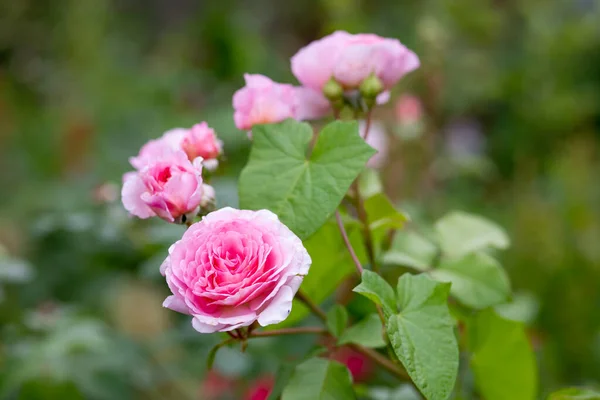 bush of beautiful pink roses