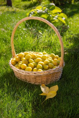 Arka planda hasır sepetli, sulu, parlak sarı erikler. Tahta üzerinde olgun sarı erikler. Seçici odak, metin için alan. Organik kiraz eriği.