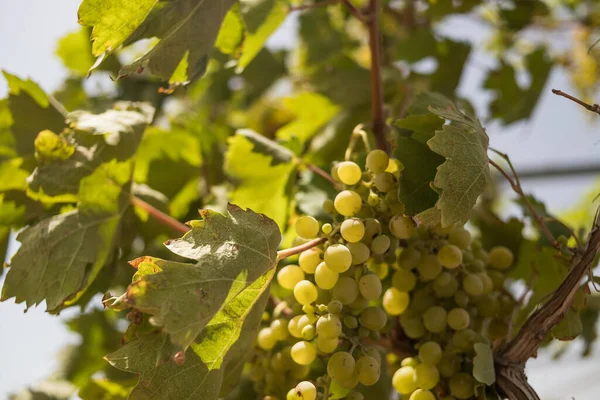 Druvor med gröna blad på vinstocken. färska frukter.Mogna druvor hängde på vingårdar med druvträd. På morgonen vingård. skörd av bordsdruvor på en gård — Stockfoto