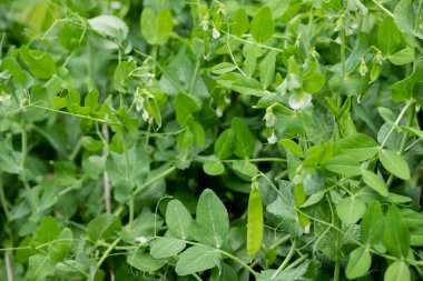 Organik ev yapımı bezelyeler. Çiftlikte yetişen bitkiler, bahçede tatlı bezelyeler. Sebze tarlası. Bahçe arka planı