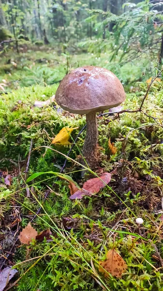 Birkenpilz wächst in wilden Wäldern. Speisepilz Leccinum scabrum im Wald. Bekannt als Brauner Birkenpilz, Raustieliger Pilz. — Stockfoto