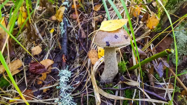 Berkenpaddenstoel groeit in het wilde bos.Eetbare paddenstoel Leccinum scabrum in het bos. Bekend als bruine berkenboleet, ruige boleet. — Stockfoto