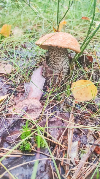 Coupe rouge champignon bolete Leccinum aurantiacum poussant dans l'herbe dans la forêt de peupliers. Également connu sous le nom de gale à capuchon rouge. Champignon comestible, état naturel. — Photo