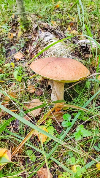 Paddenstoelen gekapt in het bos. Paddenstoel boletus edilus. Populaire witte Boletus paddenstoelen in het bos. — Stockfoto