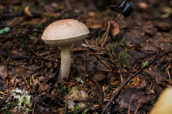 Sammeln essbarer Pilze im Wald. Im Wald wachsen Birkenpilze oder braune Mützen. Pilz unter einem Herbstblatt. Gelbe Blätter und Pilze. Korb mit Speisepilzen — Stockfoto