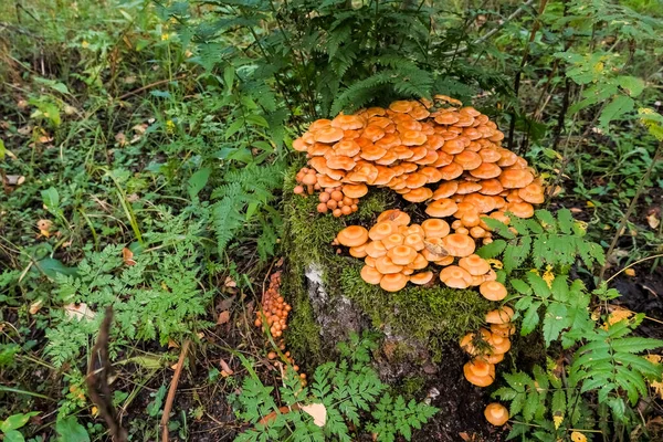 Honing Agaric paddenstoelen groeiend op een boom in de herfst woud. Groep wilde paddenstoelen Armillaria.Wilde bos en tuin paddenstoelen bekend als honing paddenstoelen — Stockfoto