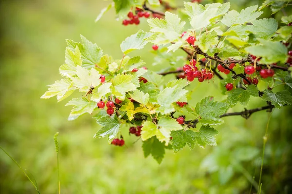Arbusto de grosella roja con berries.red madura grosella roja crece en un arbusto en el jardín, baya, cosecha, vitaminas del verano. Enfoque selectivo — Foto de Stock
