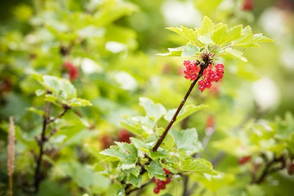 Červený rybíz s zralé červené bobule. Červený rybíz roste na keři v zahradě, bobule, sklizeň, letní vitamíny. Selektivní zaměření — Stock fotografie