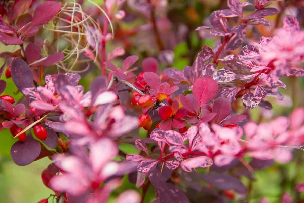 Vacker buske av bär med täta röda blad, närbild. Röd dekorativ buske i en botanisk trädgård, växande växter.Bärbuskar med röda blad på innergårdar och trädgårdar — Stockfoto