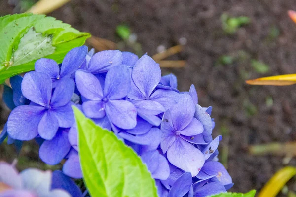 Japansk hortensia togs under våren till sommaren.Många blå hortensia blommor växer i trädgården, blommig bakgrund. Blåbär — Stockfoto