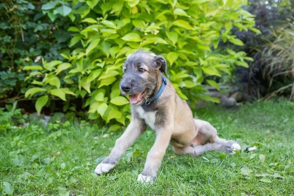 Filhote de cachorro irlandês cão de caça ao lobo no prado no parque durante a caminhada matutina.Retrato um bom cão de caça ao lobo deitado na grama . — Fotografia de Stock