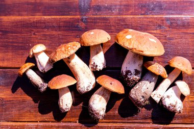 Orman yenilebilir mantarlar. Tahta arka planda yeni toplanmış boletus. Boletus Edulis 'i ahşap arka planda, kırsal masada. Lezzetli organik mantar pişiriyorum. Gurme Gıda Seçici Odaklanma.
