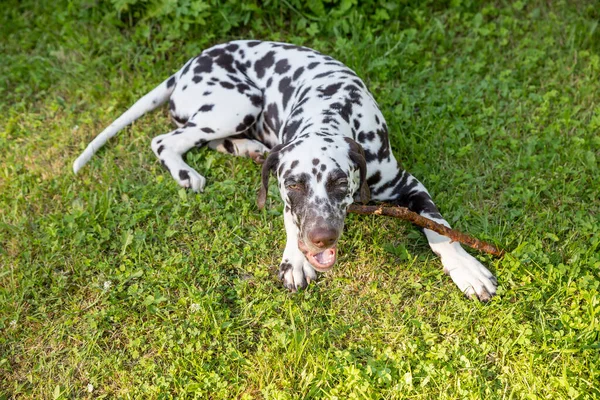 Jovem, belo cão labrador dalmatian brincando com um stick.Portrait de raça de cão dalmatian marrom e branco deitado em um gramado, meadow.puppy descansando ao ar livre no verão — Fotografia de Stock