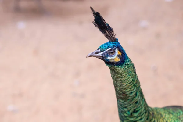 Mannelijke pauw hoofd en nek. Javan pauw - peafuil, mooie representatieve voorbeeld van mannelijke pauw in grote metallic kleuren.Portret van een mooie groene kop mannelijke pauw vogel. — Stockfoto