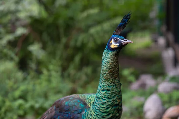 male peacock head and neck. Javan peacock - peafowl, beautiful representative exemplar of male peacock in great metallic colors.Portrait of a beautiful green headed male peacock bird.