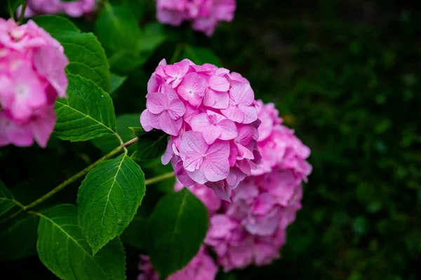 Pink hydrangea blossom, green leaves, and bud.Gorgeous hydrangea bright pink blooms in the garden in summer. Hydrangea крупным планом. Мягкий и избирательный фокус — стоковое фото