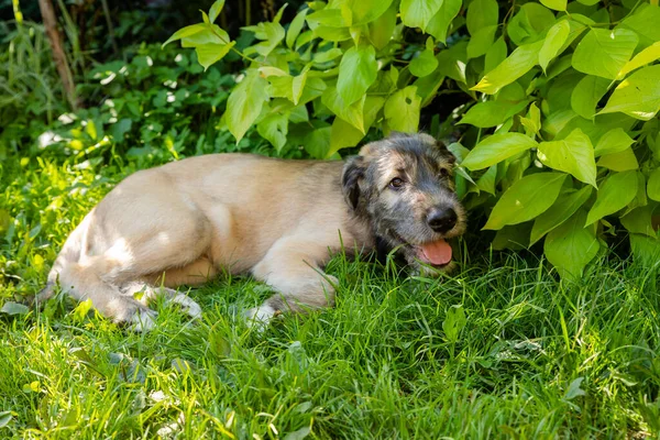 一只漂亮的褐色的，带着漂亮的表情的猎狗在花园里。小狗爱尔兰狼犬笑着躺在草地上，夏天躺在草坪上。可爱的大自然大宠物. — 图库照片