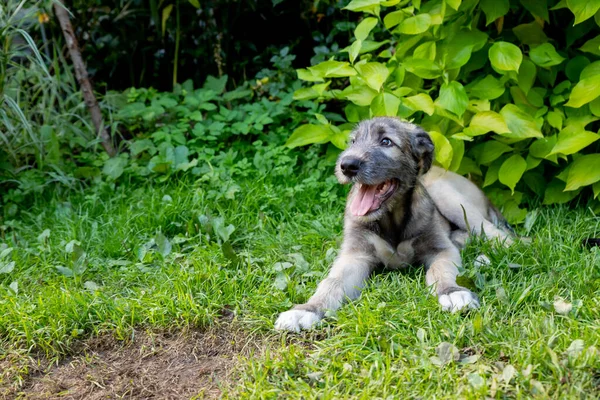 Um belo cão de lobo irlandês marrom com boa expressão na cabeça em um jardim. cachorro Irish wolfhound sorrindo e deitado no prado, gramado no verão. Bonito animal de estimação grande na natureza. — Fotografia de Stock