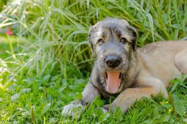 Um belo cão de lobo irlandês marrom com boa expressão na cabeça em um jardim. cachorro Irish wolfhound sorrindo e deitado no prado, gramado no verão. Bonito animal de estimação grande na natureza. — Fotografia de Stock