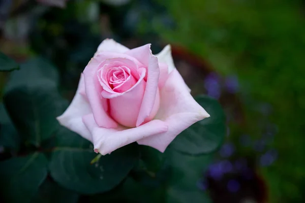 Rosa Rosenstrauch mit Blüten und grünen Knospen. Schöne rosa Rose, fotografiert im Garten. Roses Art Design. Einladungskarte — Stockfoto