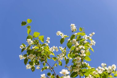 Yasemin çalısı bulutlu mavi gökyüzüne karşı. Bütün dallar çiçeklerle doludur. Yağmurdan sonra bahçede beyaz çiçekler Jasmine 'dir.