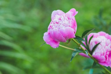 Çiçek açmış güzel bir şakayık çiçekleri, çiçek açan şakayık çiçekleri, pastel ve yumuşak çiçek kartları, seçici odak noktası, tonlu. Yaz bahçesinde şakayıklı yataklar..