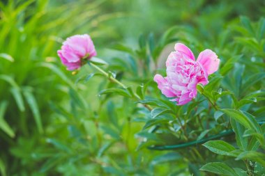 Çiçek açmış güzel bir şakayık çiçekleri, çiçek açan şakayık çiçekleri, pastel ve yumuşak çiçek kartları, seçici odak noktası, tonlu. Yaz bahçesinde şakayıklı yataklar..