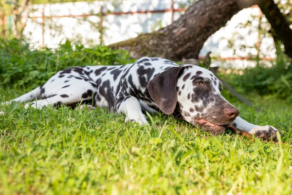 Młody, piękny pies dalmatyński labrador bawiący się kijem. Portret rasy brązowo-białej dalmatyńskiej leżącej na trawniku, meadow.puppy odpoczywający na świeżym powietrzu latem — Zdjęcie stockowe