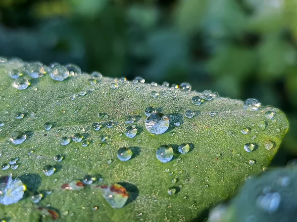 Зеленый лист с капельками воды. Bright green leaf, macro photo with water drops in the morning. Мелкая глубина резкости — стоковое фото