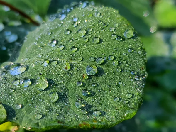 Zielony liść z kroplami wody. krople rosy na świeżym zielonym liście.Jasnozielony liść, makro zdjęcie z kroplami wody rano. Płytka głębia ostrości — Zdjęcie stockowe