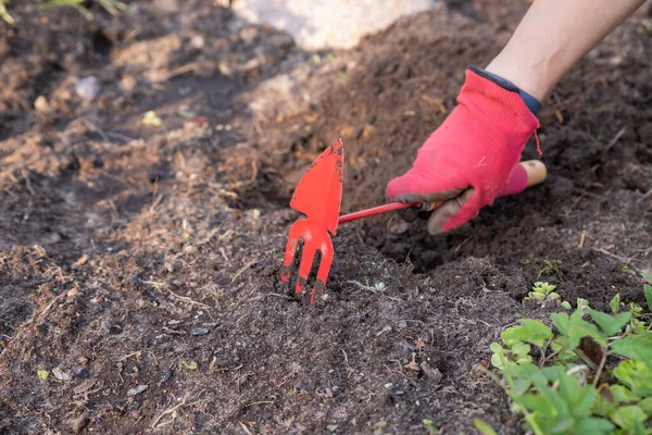 Kéz a női kertész szerszám kapálóföld a kertben. Kerti talajgondozási koncepció. Farmer kéz a kesztyűben lazítja a talajt.Farm működik nyáron. — Stock Fotó