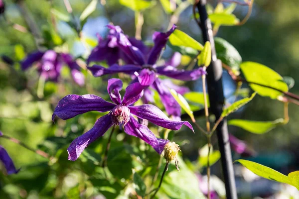 Klättring lila klimat växer i trädgården i solljuset på en sommardag.Mörk blå-lila klimat blomma på suddig bakgrund. Begreppet blomma natur — Stockfoto