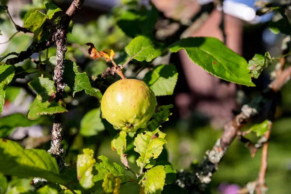 Racimo de manzanas verdes en una rama lista para ser cosechada.Manzanas frescas y maduras en el jardín con sol brillante. Manzano con luz solar — Foto de Stock